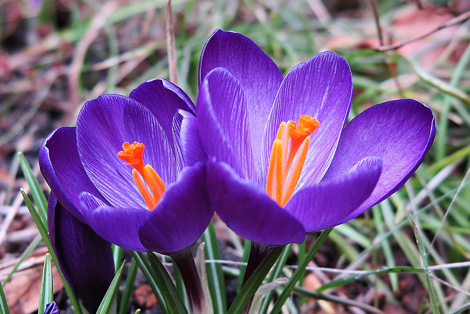 Der Frühling kommt...