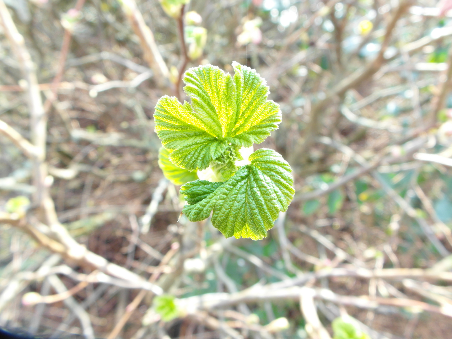 der Frühling kommt