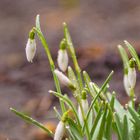 Der Frühling kommt