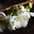 Der Frühling kommt