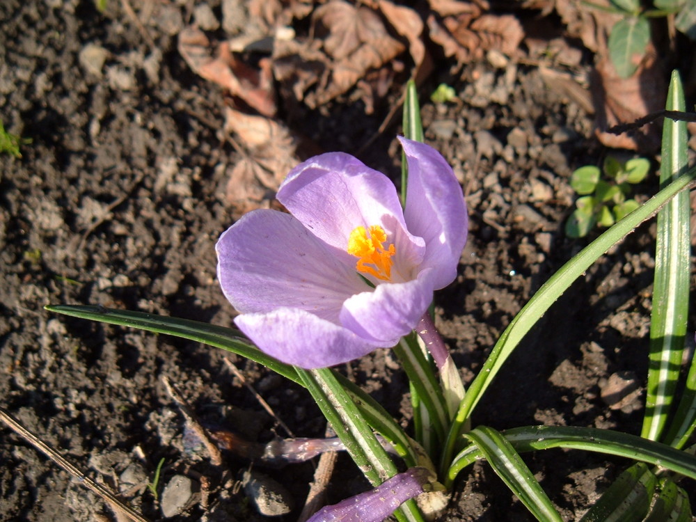 Der Frühling kommt