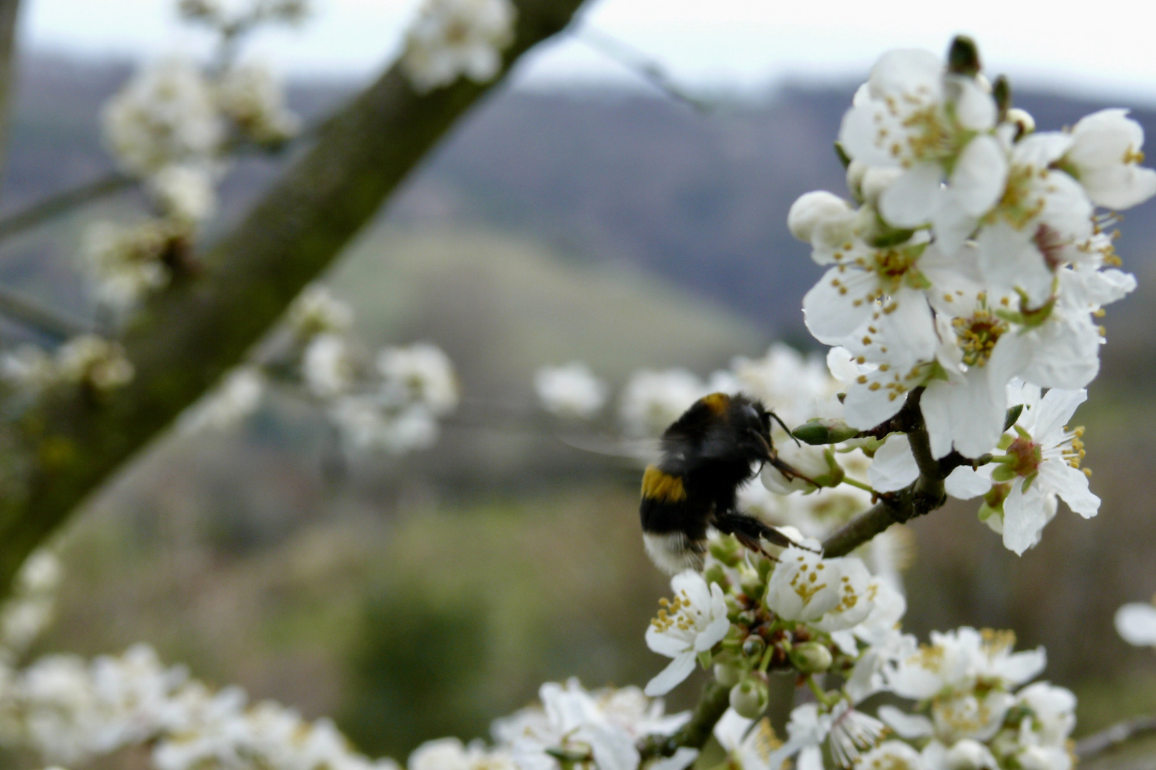 der Frühling kommt