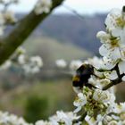 der Frühling kommt