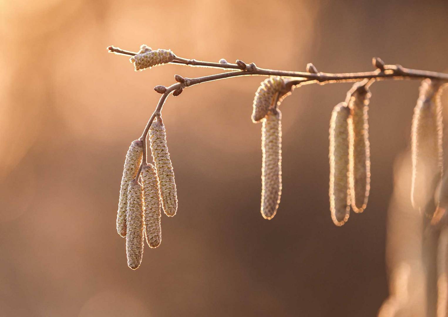 der Frühling kommt