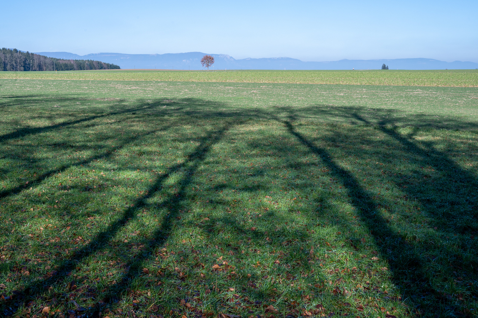 der Frühling kommt