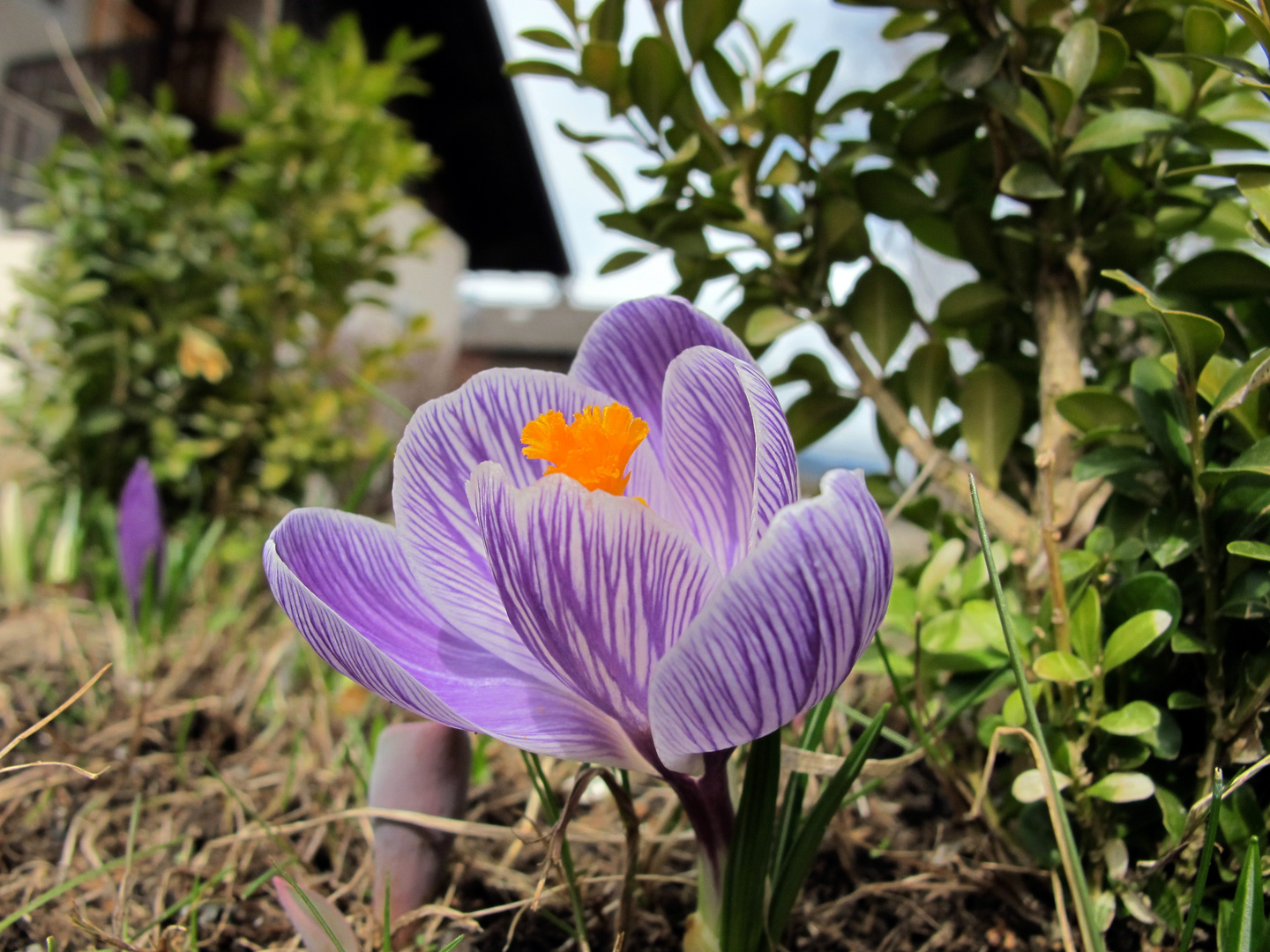 Der Frühling kommt 3 :-)