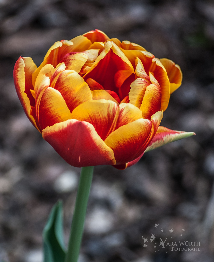 Der Frühling kommt 