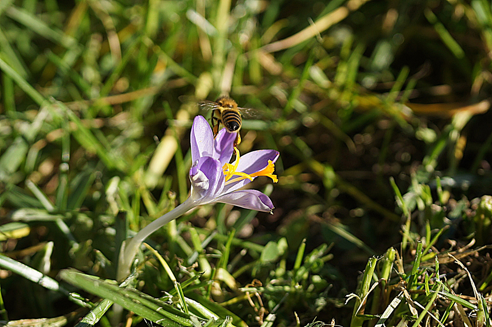 der Frühling kommt 3