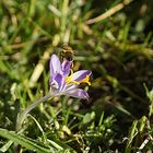 der Frühling kommt 3