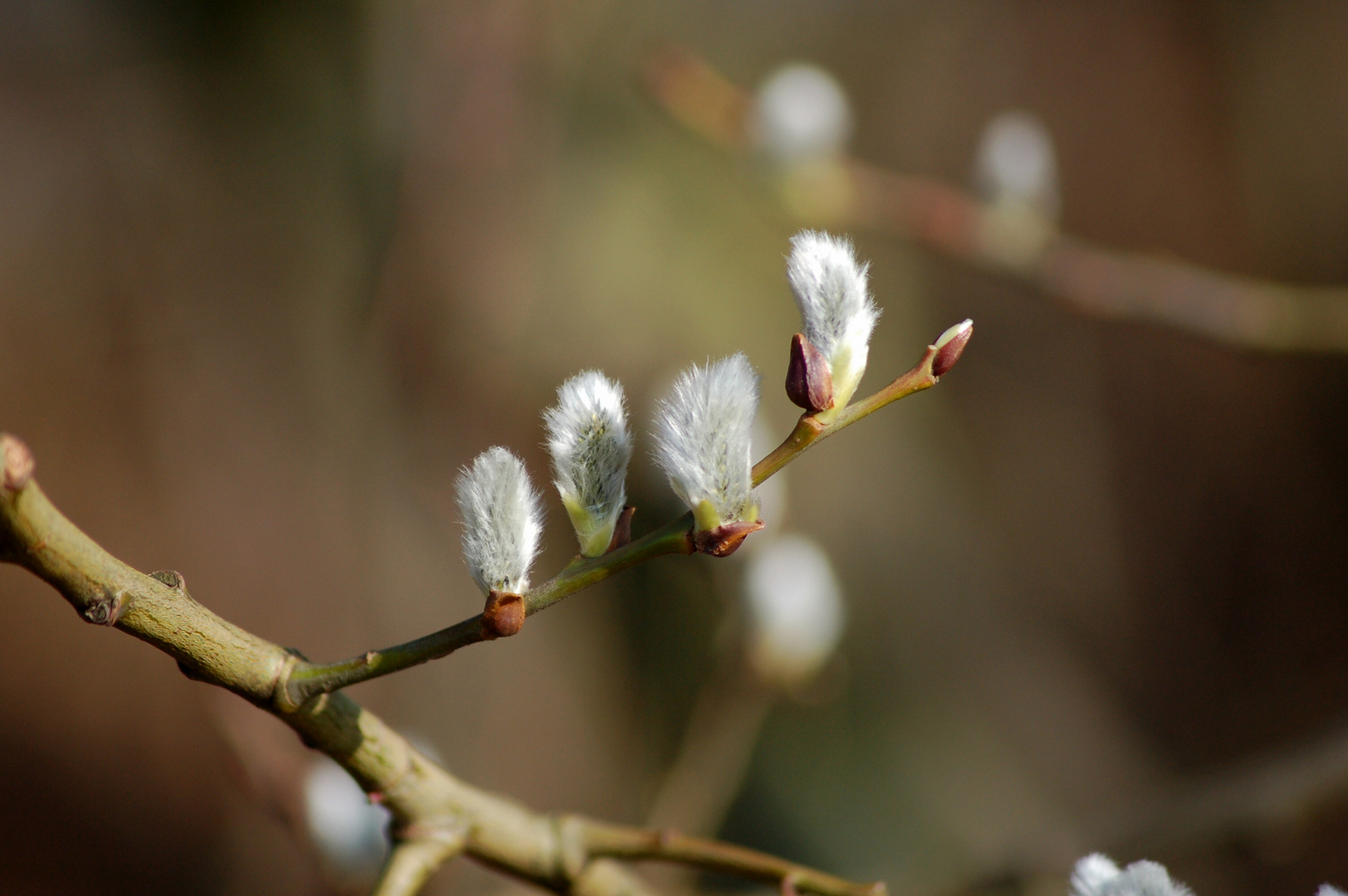 Der Frühling kommt 3