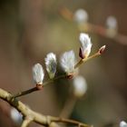 Der Frühling kommt 3