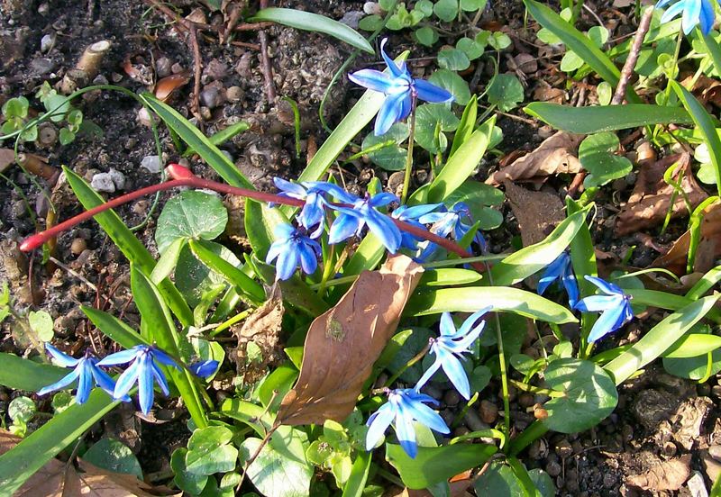 Der Frühling kommt ...