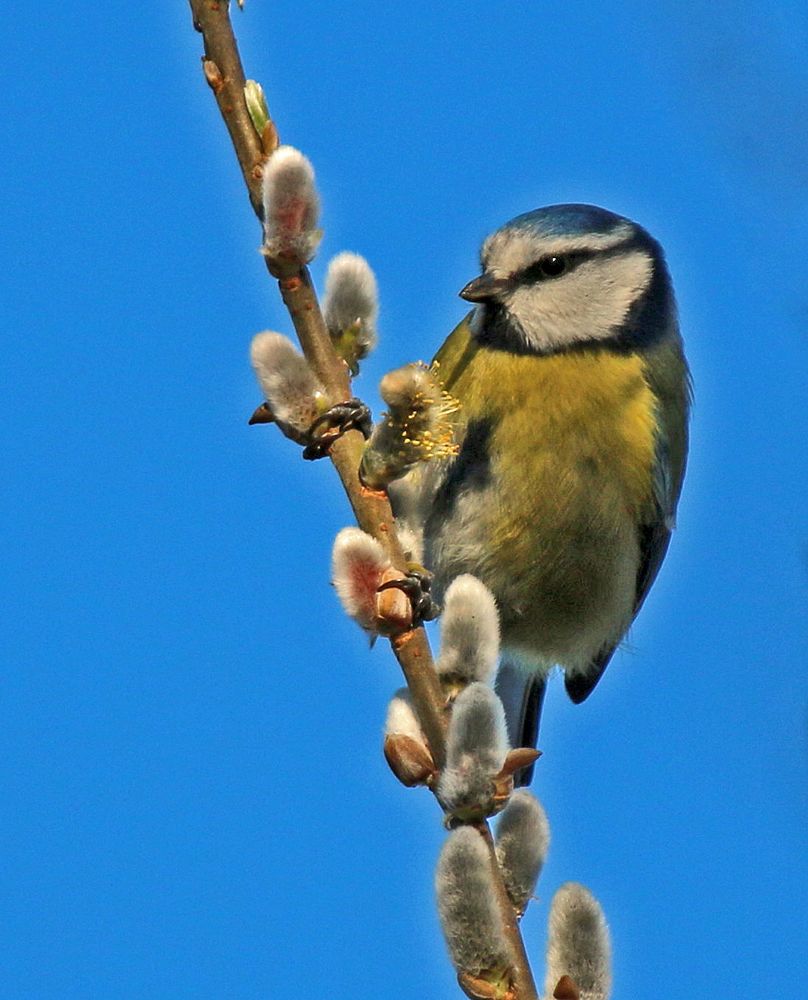 Der Frühling kommt