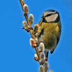 Der Frühling kommt