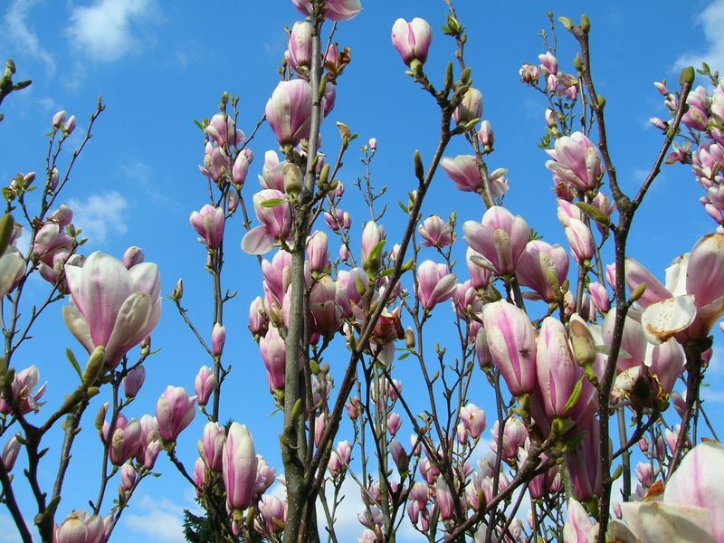 ...der Frühling kommt....