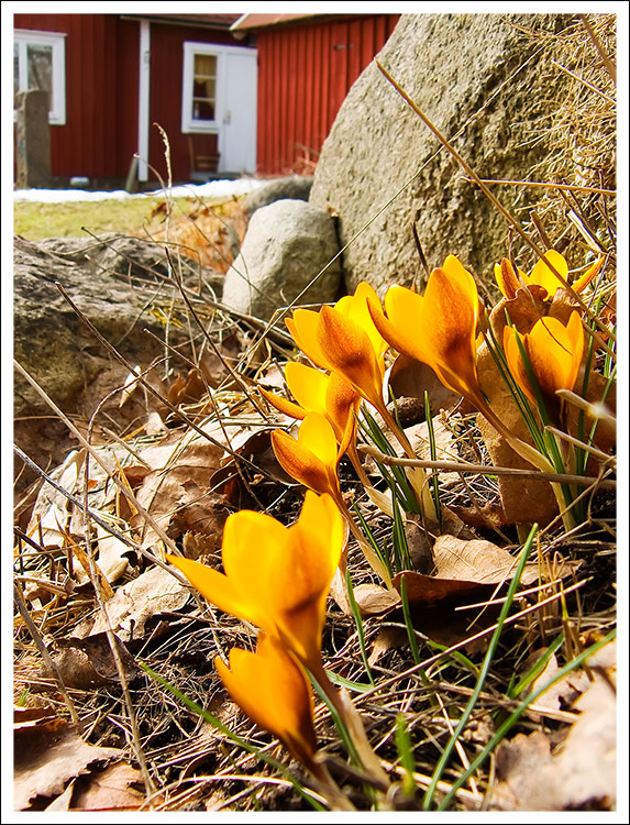 der Frühling kommt ...