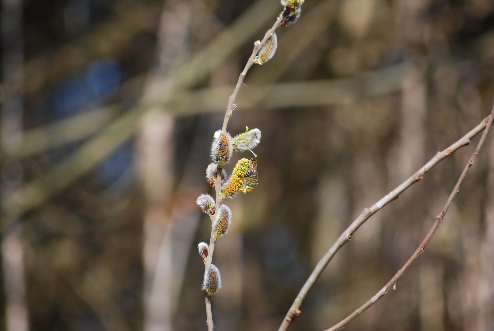 Der Frühling kommt...