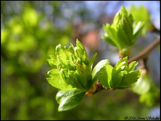 Der Frühling kommt...