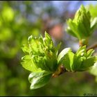 Der Frühling kommt...