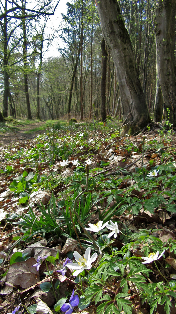 Der Frühling kommt