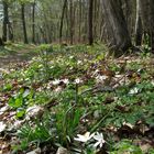 Der Frühling kommt