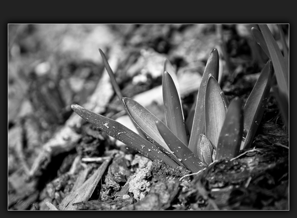 Der Frühling kommt