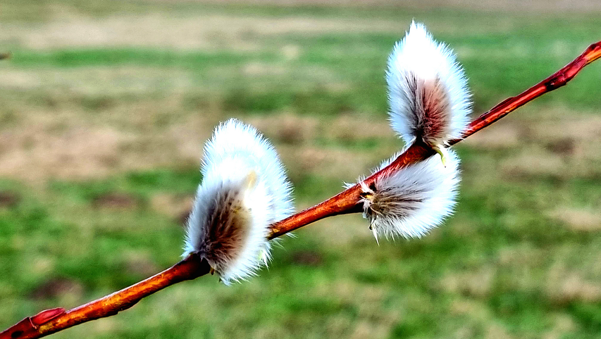 Der Frühling kommt