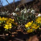 der Frühling kommt :-)