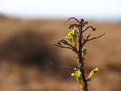 Der Frühling kommt