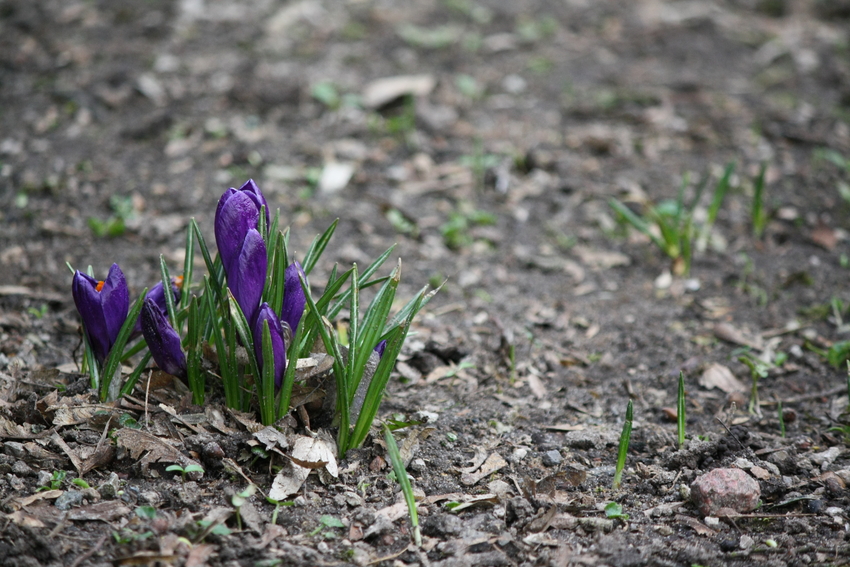 Der Frühling kommt