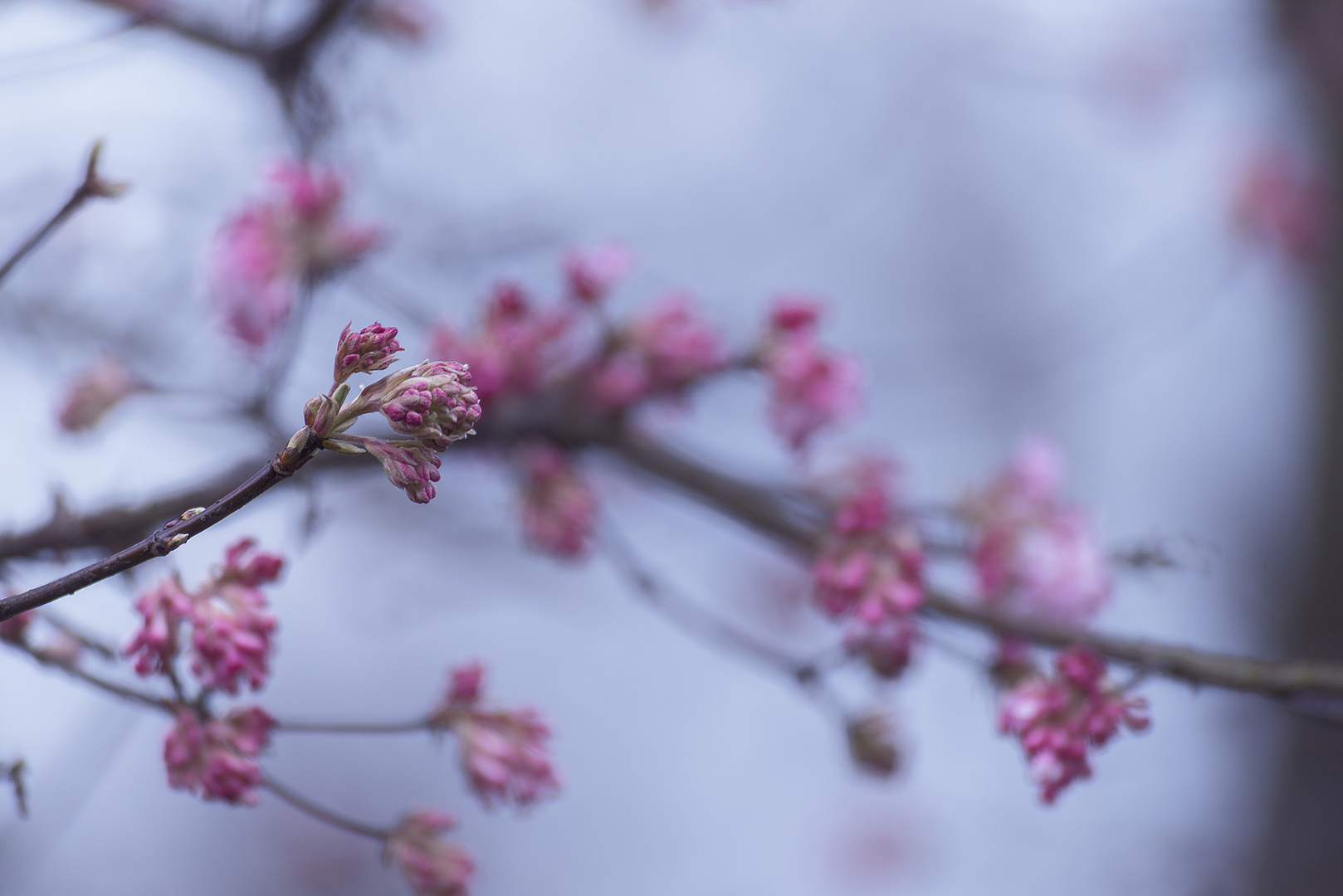 Der Frühling kommt