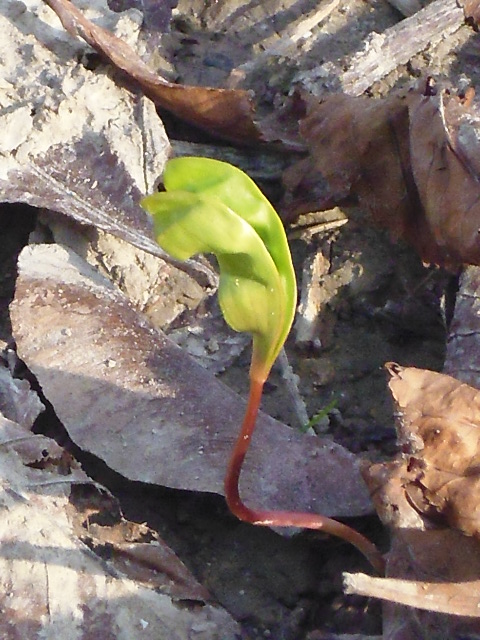 Der Frühling kommt