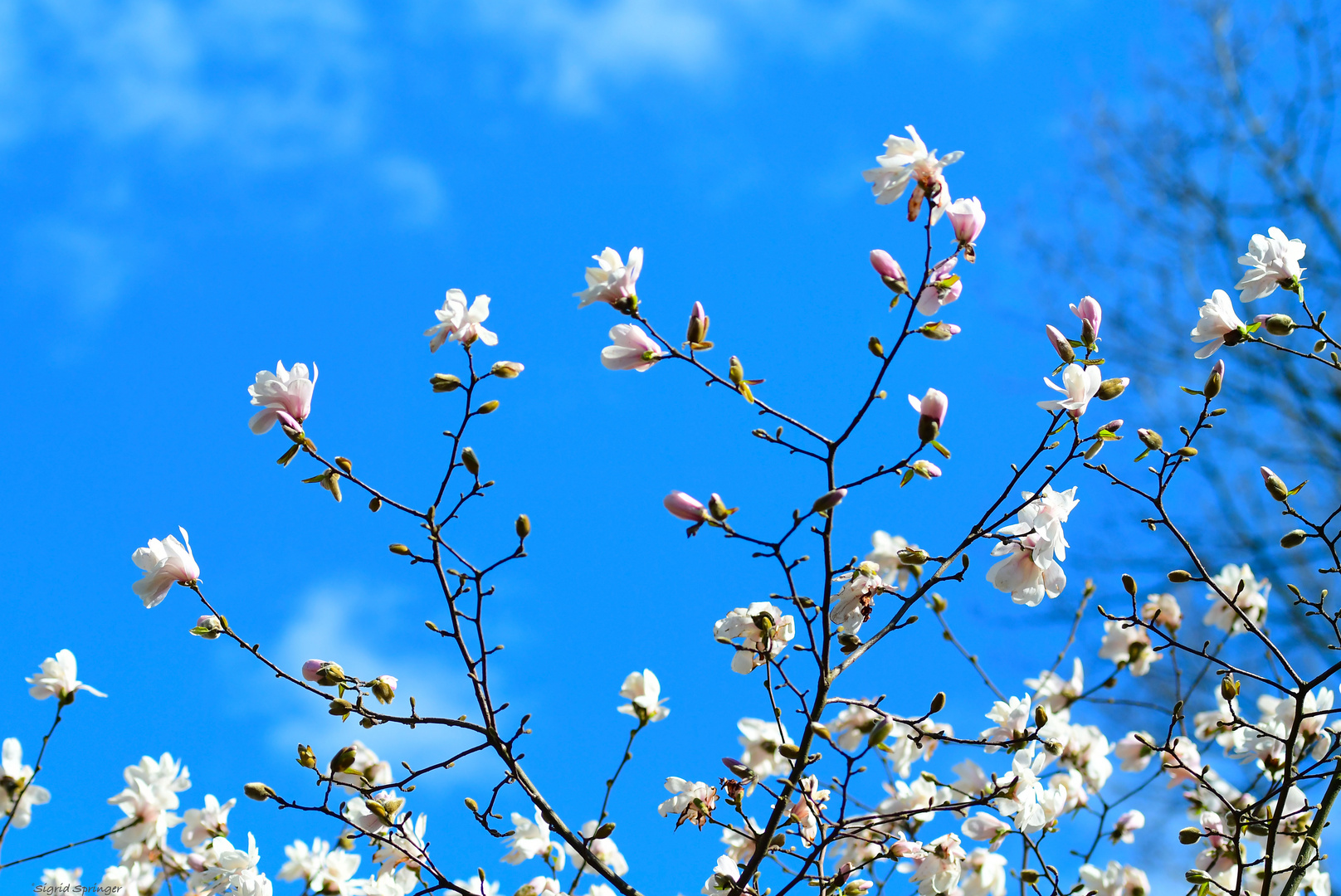 der Frühling kommt.....