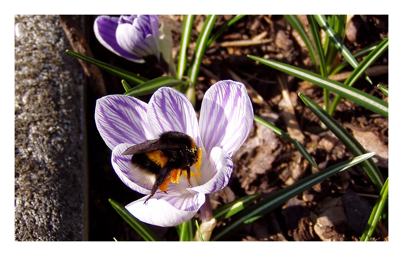 Der Frühling kommt ....