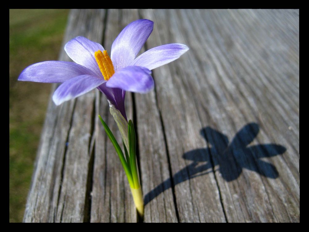 Der Frühling kommt