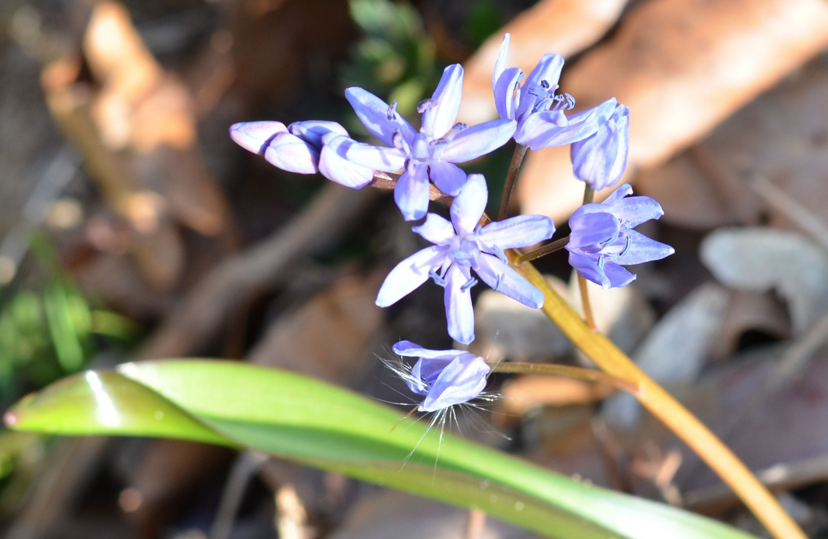 der Frühling kommt