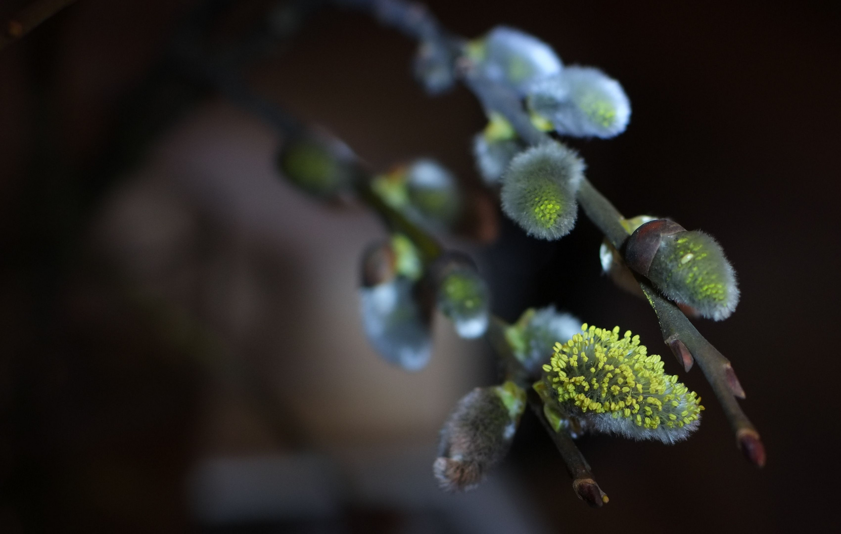 Der Frühling kommt :-)