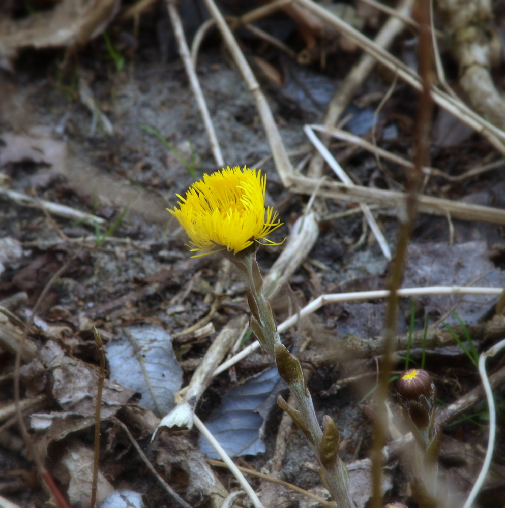 Der Frühling kommt