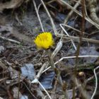 Der Frühling kommt