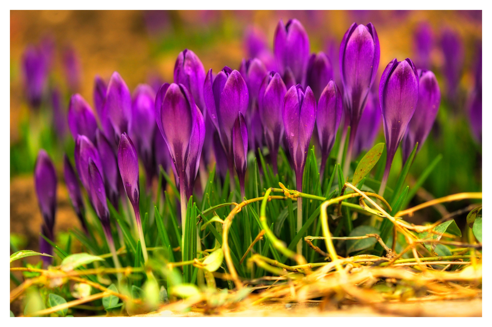 Der Frühling kommt 4