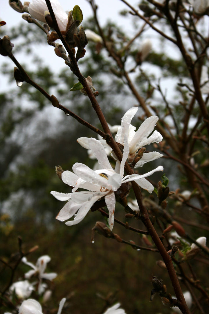 Der Frühling kommt!