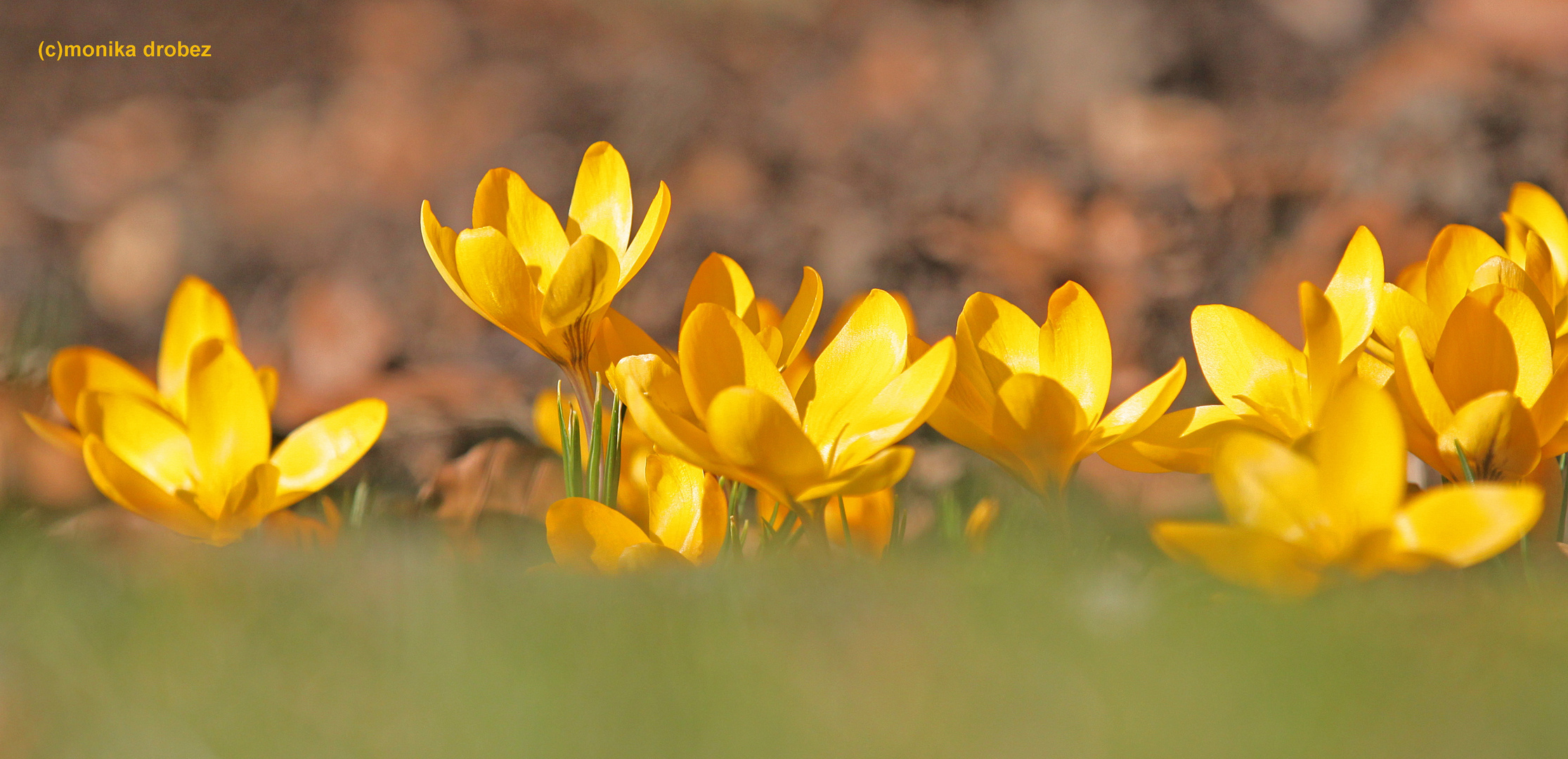 ...der Frühling kommt...