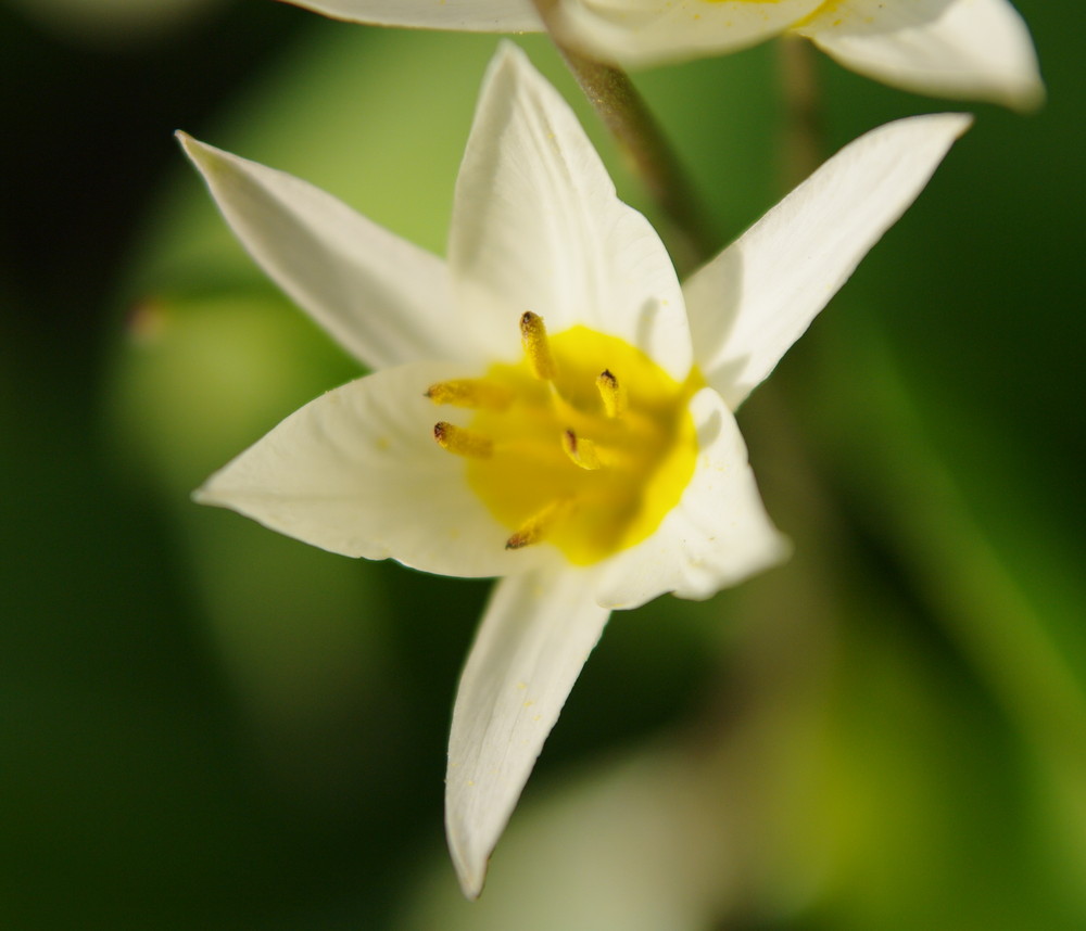 Der Frühling kommt