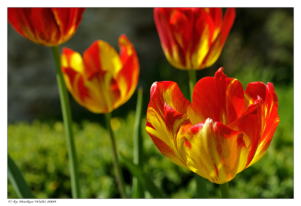 Der Frühling kommt....