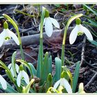 Der Frühling kommt