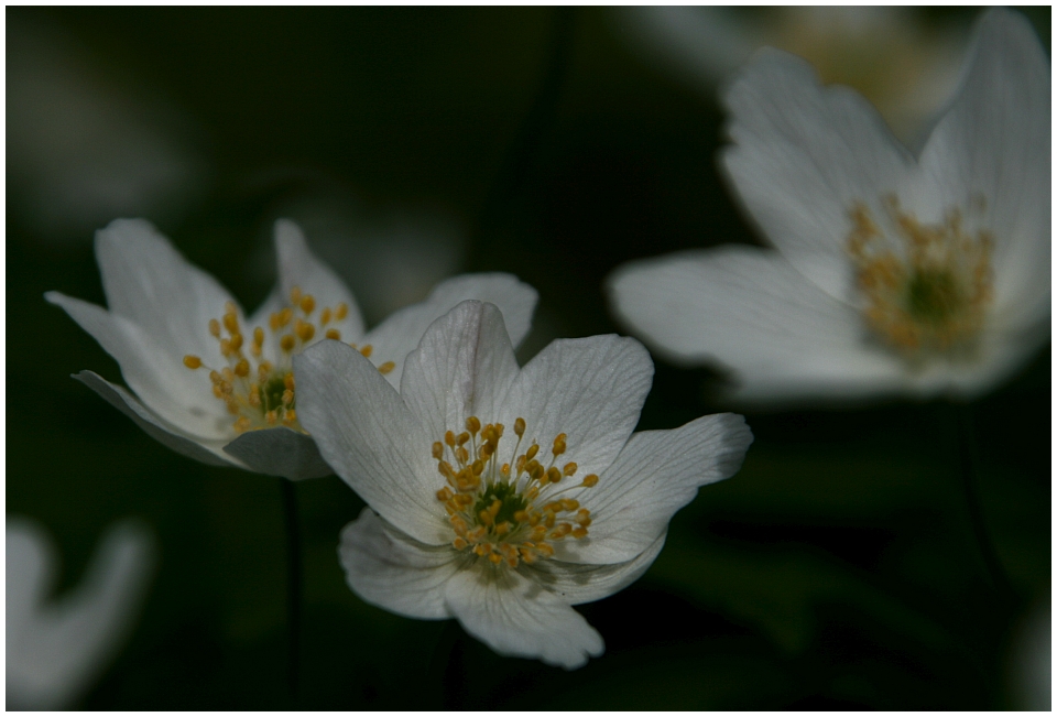 Der Frühling kommt...