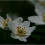 Der Frühling kommt...