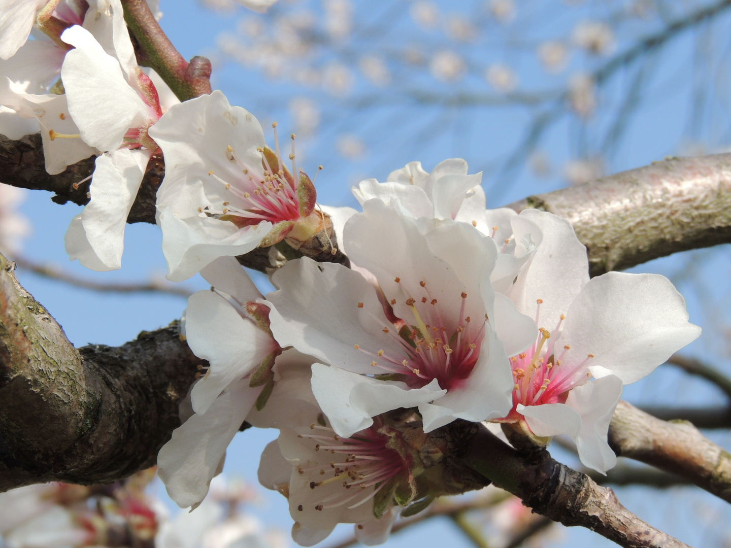 Der Frühling kommt