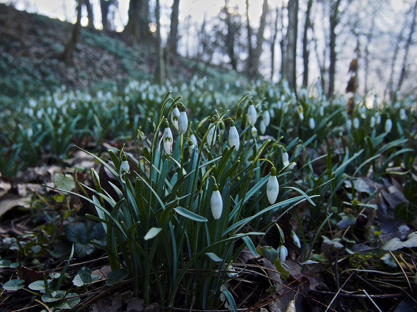 der Frühling kommt!