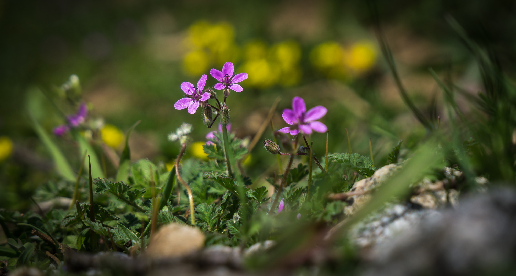 Der Frühling kommt